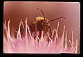 10216-00002-Bees, Wasps and Bumblebees.jpg