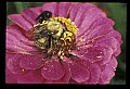 10216-00010-Bees, Wasps and Bumblebees.jpg