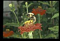 10216-00016-Bees, Wasps and Bumblebees.jpg