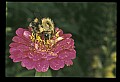10216-00021-Bees, Wasps and Bumblebees.jpg