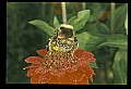 10216-00025-Bees, Wasps and Bumblebees.jpg