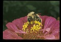 10216-00028-Bees, Wasps and Bumblebees.jpg