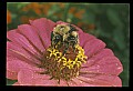 10216-00030-Bees, Wasps and Bumblebees.jpg
