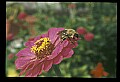 10216-00031-Bees, Wasps and Bumblebees.jpg