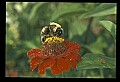 10216-00036-Bees, Wasps and Bumblebees.jpg