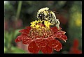 10216-00040-Bees, Wasps and Bumblebees.jpg
