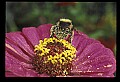 10216-00043-Bees, Wasps and Bumblebees.jpg