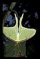 10250-00005--Butterflies and Moths.jpg
