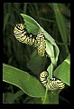 10250-00008--Butterflies and Moths.jpg