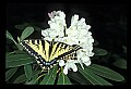 10250-00012--Butterflies and Moths.jpg