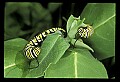 10250-00014--Butterflies and Moths.jpg