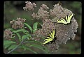 10250-00028--Butterflies and Moths.jpg
