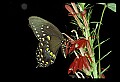 10250-00034--Butterflies and Moths.jpg