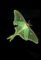 10250-00039--Butterflies and Moths.jpg