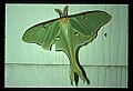 10250-00044--Butterflies and Moths.jpg