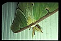 10250-00048--Butterflies and Moths.jpg