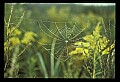 10350-00018-Spiders and Spider Webs.jpg