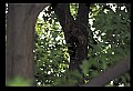 10500-00002 Birds-Pileated Woodpecker.jpg