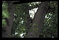 10500-00003 Birds-Pileated Woodpecker.jpg