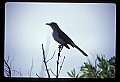 10500-00023-Birds, General-Northern Mockingbird.jpg