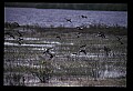 10500-00056-Birds, General.jpg
