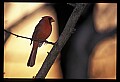 10500-00121-Birds, General-male Cardinal.jpg