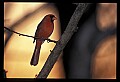 10500-00122-Birds, General-male Cardinal.jpg