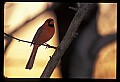 10500-00127-Birds, General-male Cardinal.jpg