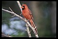 10500-00155-Birds, General-male Cardinal.jpg