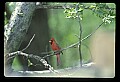 10500-00165-Birds, General-male Cardinal.jpg