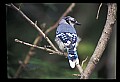 10500-00176-Birds, General-Bluejay.jpg