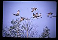 10501-00005-Sandhill Cranes, Grus canadensis.jpg