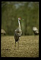 10501-00012-Sandhill Cranes, Grus canadensis.jpg