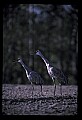 10501-00015-Sandhill Cranes, Grus canadensis.jpg