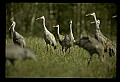 10501-00018-Sandhill Cranes, Grus canadensis.jpg