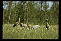 10501-00019-Sandhill Cranes, Grus canadensis.jpg
