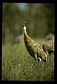 10501-00029-Sandhill Cranes, Grus canadensis.jpg