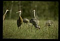 10501-00030-Sandhill Cranes, Grus canadensis.jpg