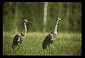 10501-00047-Sandhill Cranes, Grus canadensis.jpg
