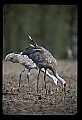 10501-00064-Sandhill Cranes, Grus canadensis.jpg