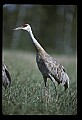 10501-00065-Sandhill Cranes, Grus canadensis.jpg