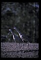 10501-00067-Sandhill Cranes, Grus canadensis.jpg