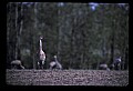 10501-00106-Sandhill Cranes, Grus canadensis.jpg