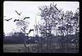 10501-00116-Sandhill Cranes, Grus canadensis.jpg