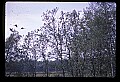 10501-00117-Sandhill Cranes, Grus canadensis.jpg