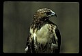 10550-00006-Red-tailed Hawk, Buteo jamaicansis.jpg