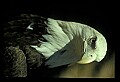 10555-00025-Bald Eagles, Haliaeetus leucocephalus.jpg