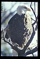 10555-00036-Bald Eagles, Haliaeetus leucocephalus.jpg