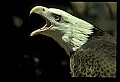 10555-00042-Bald Eagles, Haliaeetus leucocephalus.jpg