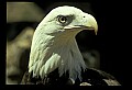 10555-00043-Bald Eagles, Haliaeetus leucocephalus.jpg